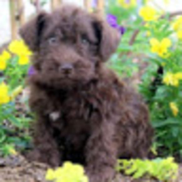 Meet your Posher, Solana - Picture 1 of 1